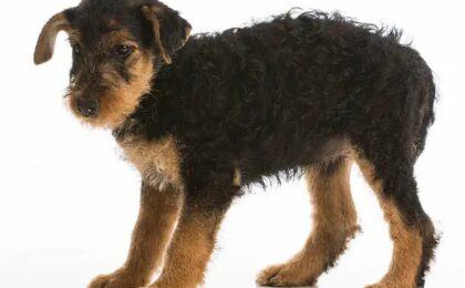 Airedale Terrier Puppies for Sale