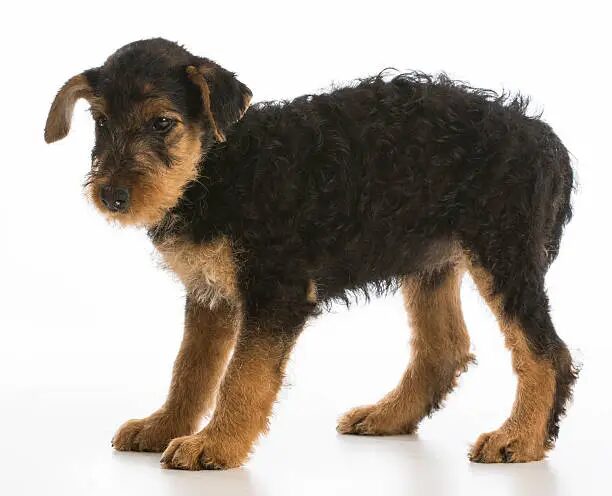 Airedale Terrier Puppies for Sale