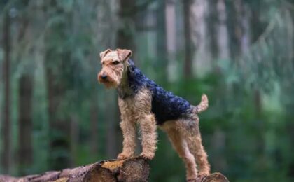 Airedale Terrier Breeder