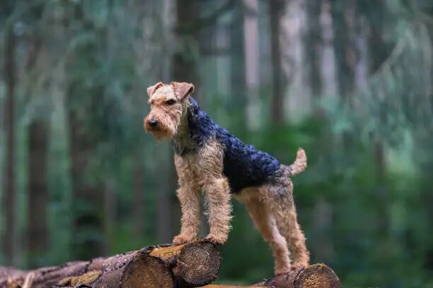 Airedale Terrier Breeder
