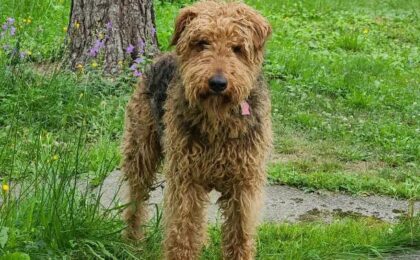 Airedale Terrier Food