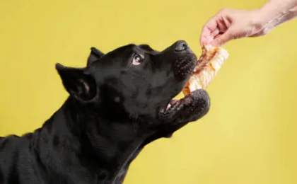 Best Dog Food for Cane Corsos