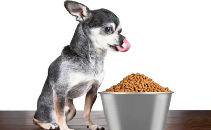 Best Dog Food for Chihuahuas