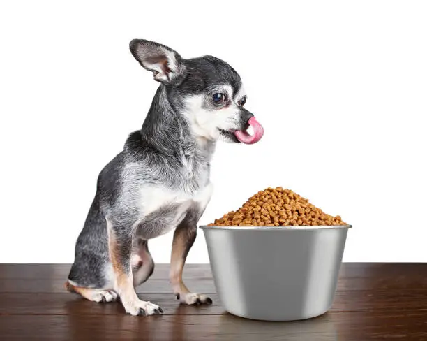 Best Dog Food for Chihuahuas