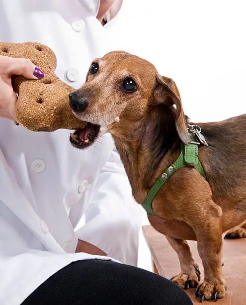 Best Dog Food for Dachshunds
