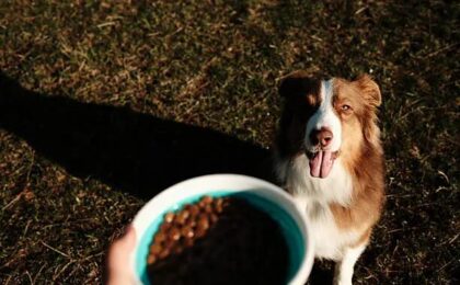 Best Dog Food for Australian Shepherds Feeding Guide for a Healthy, Active Aussie