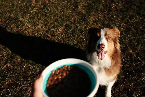 Best Dog Food for Australian Shepherds Feeding Guide for a Healthy, Active Aussie