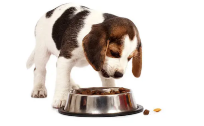 Best Dog Food for Beagles Guide for a Healthy Happy Hound