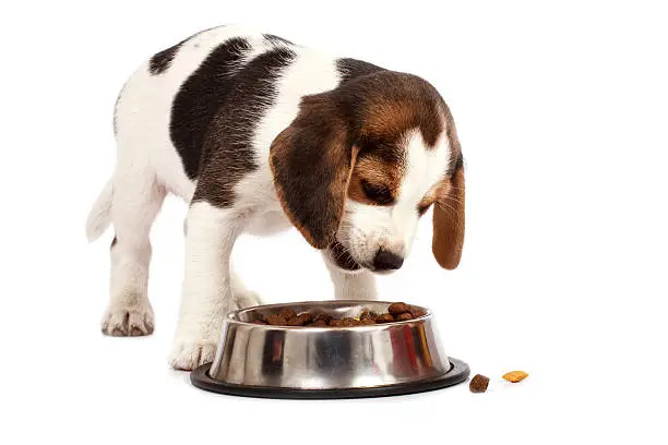 Best Dog Food for Beagles Guide for a Healthy Happy Hound