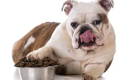 Best Dog Food for English Bulldogs
