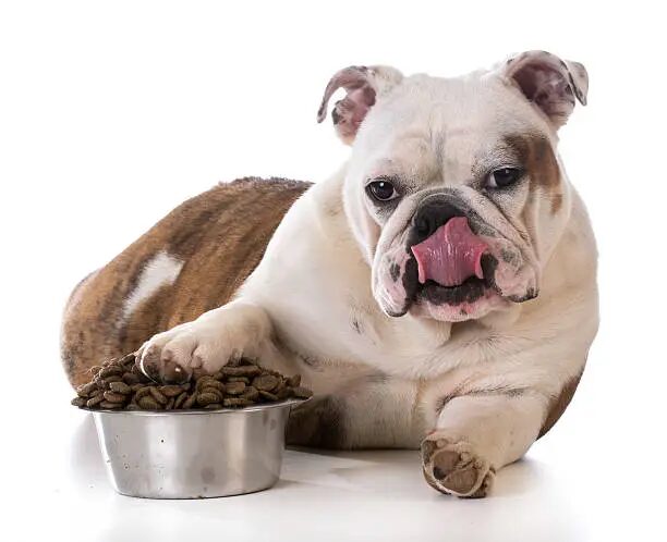 Best Dog Food for English Bulldogs