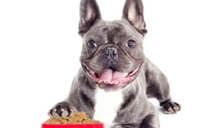 Best Dog Food for French Bulldogs
