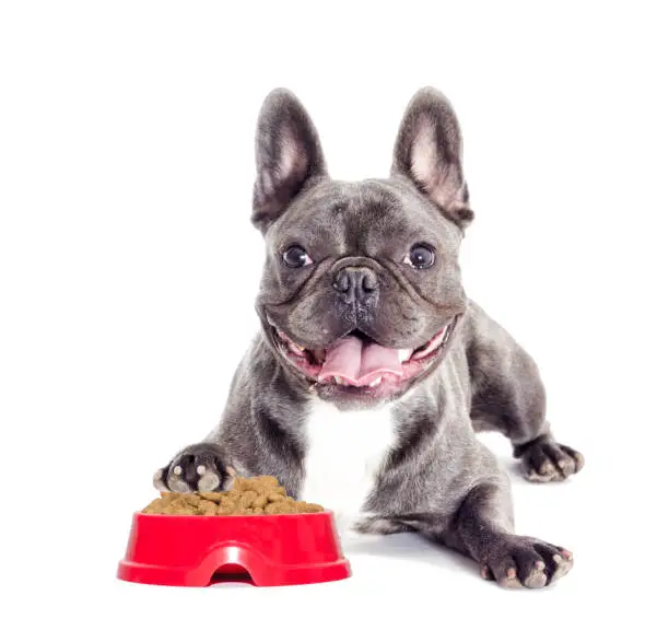 Best Dog Food for French Bulldogs