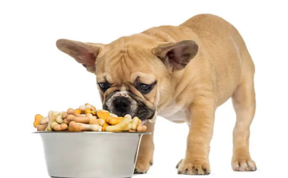 Best Dog Food for French Bulldog Puppy