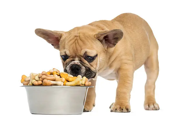 Best Dog Food for French Bulldog Puppy