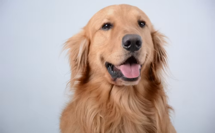 Best Dog Food for Golden Retrievers