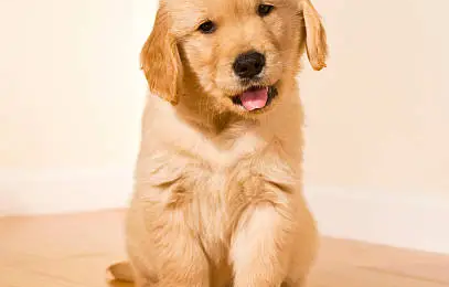 Best Dog Food for Golden Retriever Puppies
