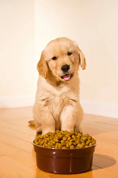 Best Dog Food for Golden Retriever Puppies