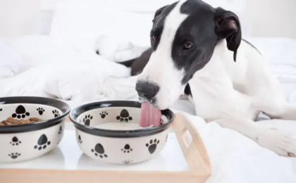 Best Dog Food for Great Danes