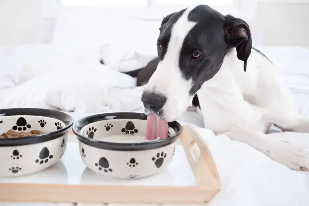 Best Dog Food for Great Danes