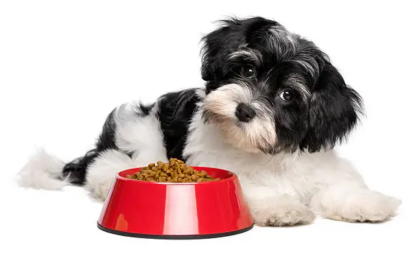 Best Dog Food for Havanese