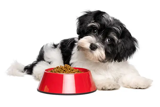 Best Dog Food for Havanese