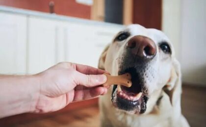 Best Dog Food for Labradors