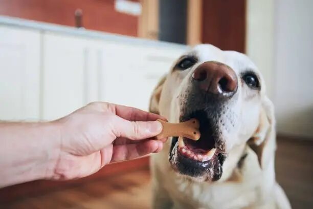 Best Dog Food for Labradors