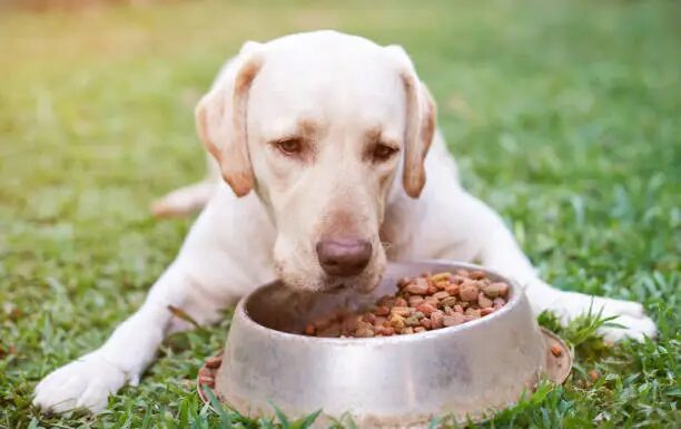 What’s the Best Dog Food for Labradors?