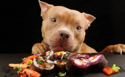 What’s the Best Dog Food for Pitbulls?