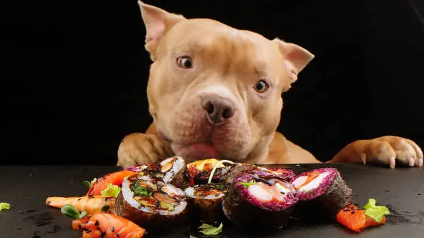 What’s the Best Dog Food for Pitbulls?