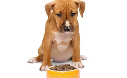 Best Dog Food for Pitbull Puppies