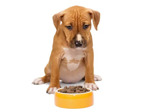 Best Dog Food for Pitbull Puppies