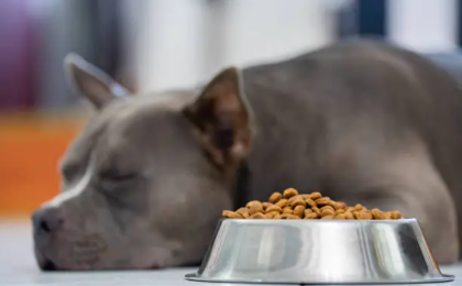 Best Dog Food for Pitbulls with Skin Allergies