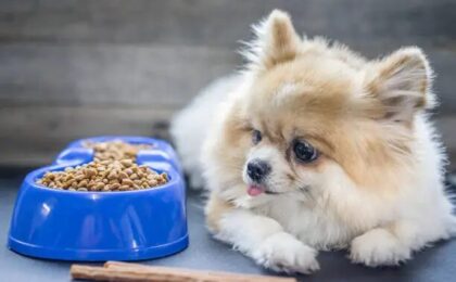 Best Dog Food for Pomeranians