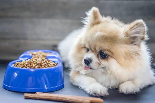Best Dog Food for Pomeranians