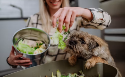 Best Dog Food for Shih Tzus