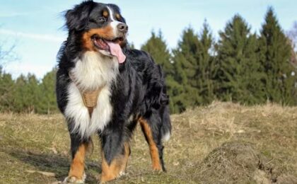 Best Dog Food for Bernese Mountain Dogs Giant Breed Nutrition Guide