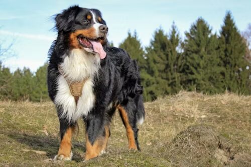 Best Dog Food for Bernese Mountain Dogs Giant Breed Nutrition Guide