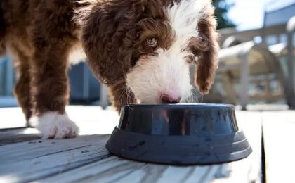 Best Dog Food for Bernedoodles