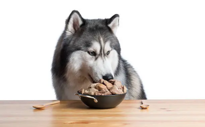 Best Dog Food for Siberian Huskies