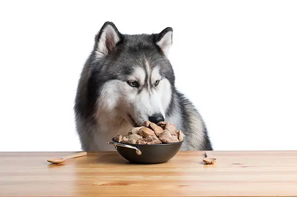 Best Dog Food for Siberian Huskies