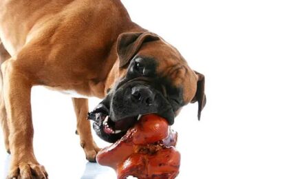 Best Dog Food for Boxers