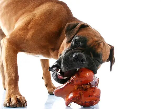 Best Dog Food for Boxers