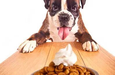What’s the Best Dog Food for Boxers?