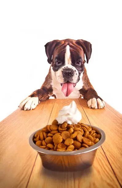 What’s the Best Dog Food for Boxers?