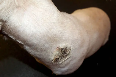 Medial Luxating Patella in Dogs