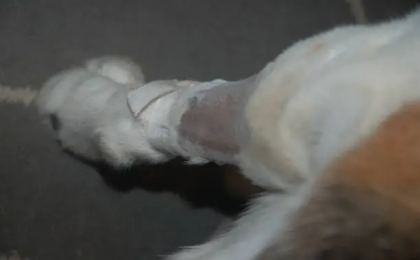 Medial Luxating Patella in Dogs