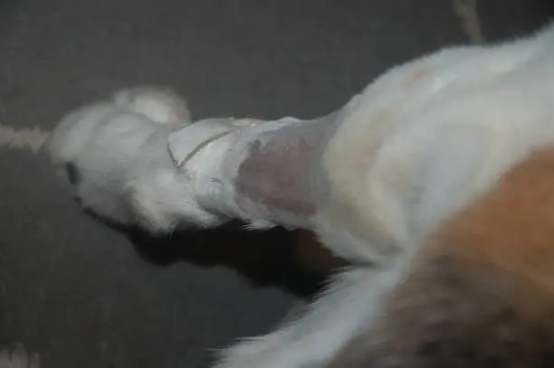 Medial Luxating Patella in Dogs