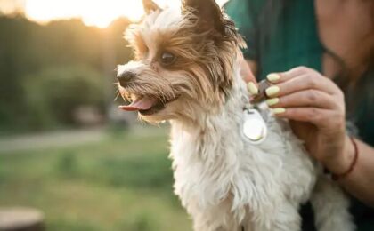 Biewer Terrier Yorkie